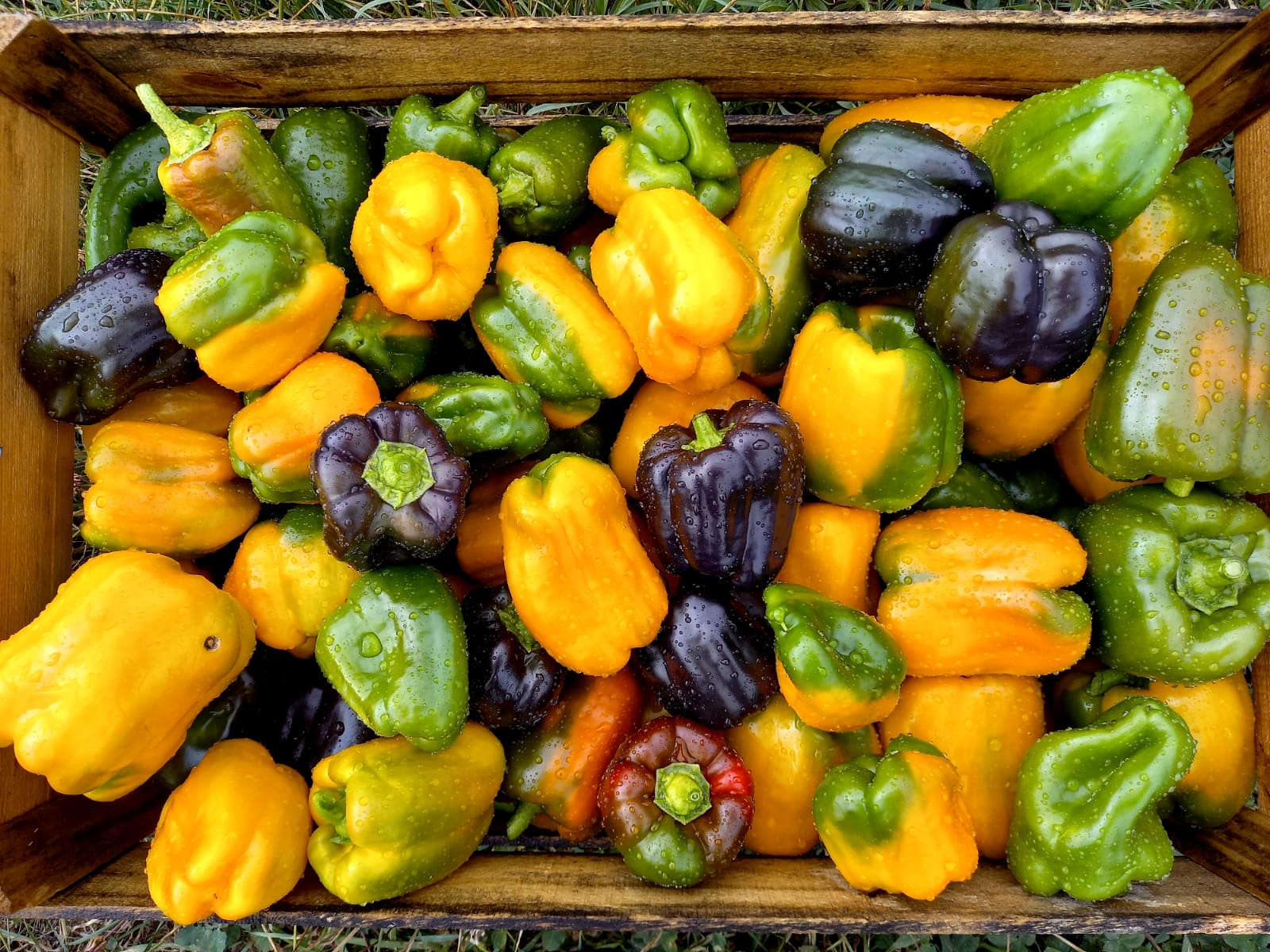Légumes de la ferme