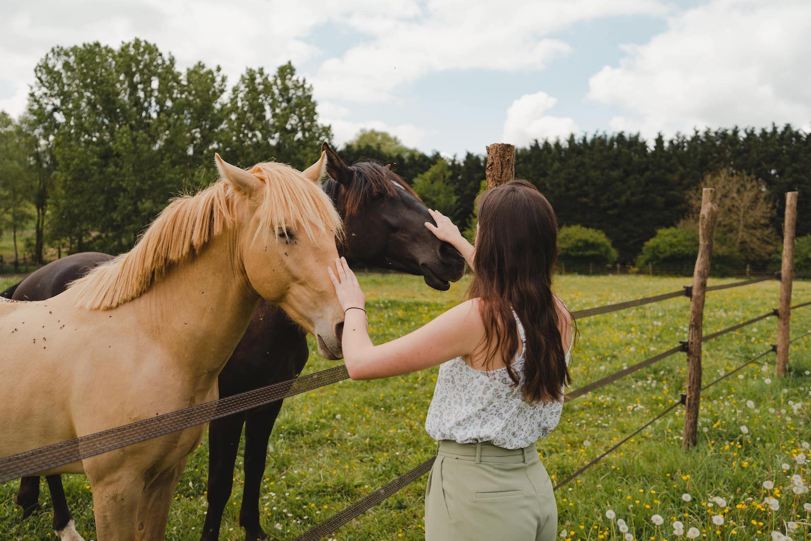 Horses facing the Tiny