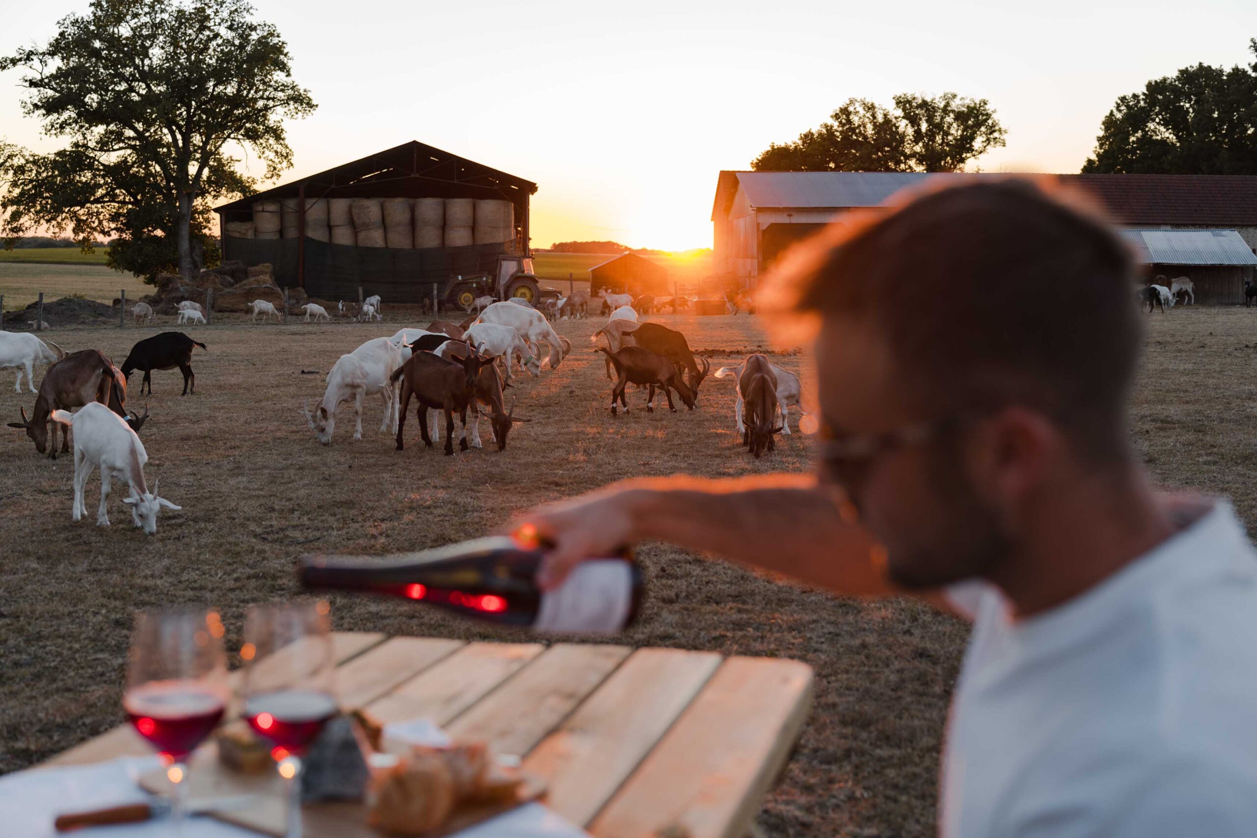 Aperitif surrounded by goats